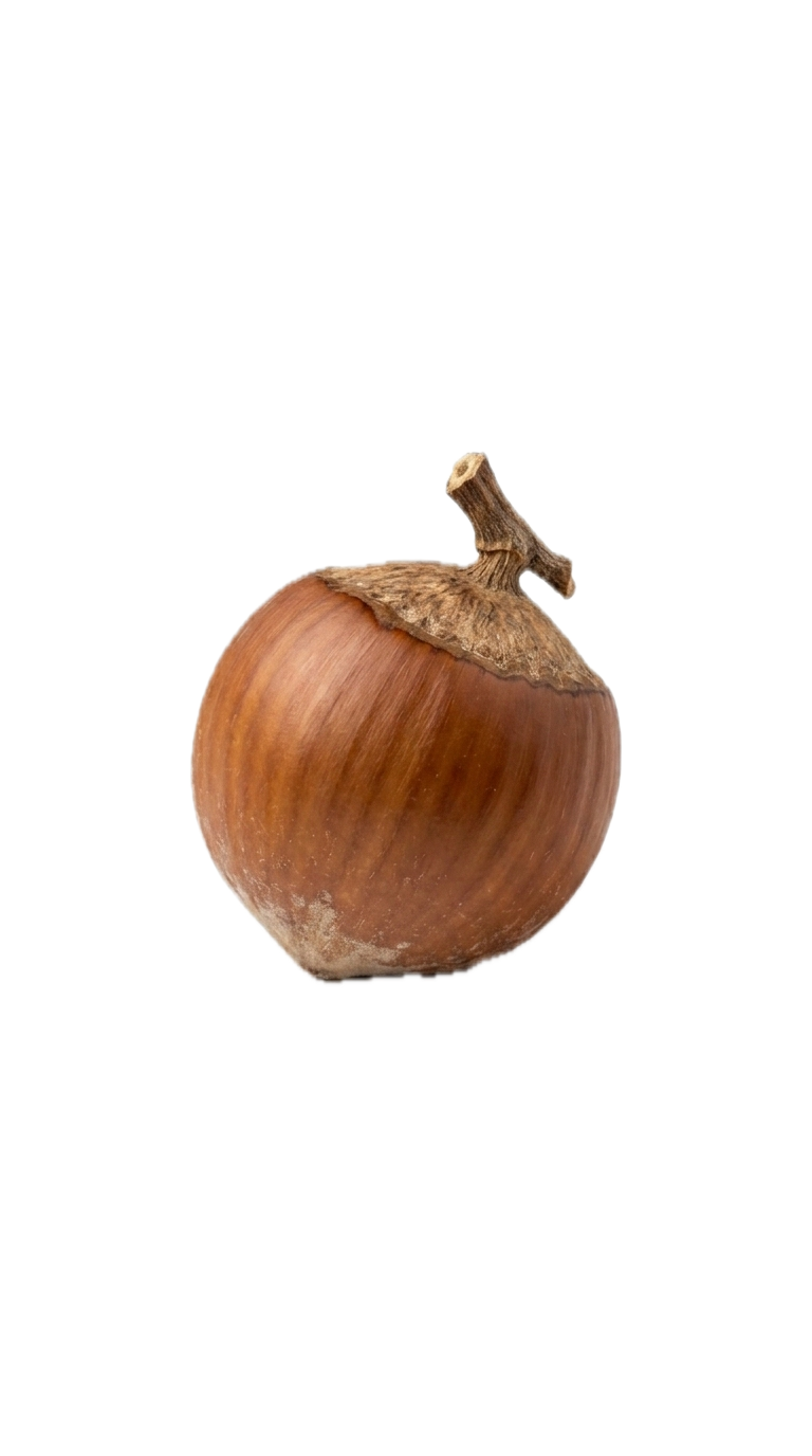 Hazelnut